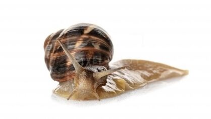 Intenskin contains a snail mucina